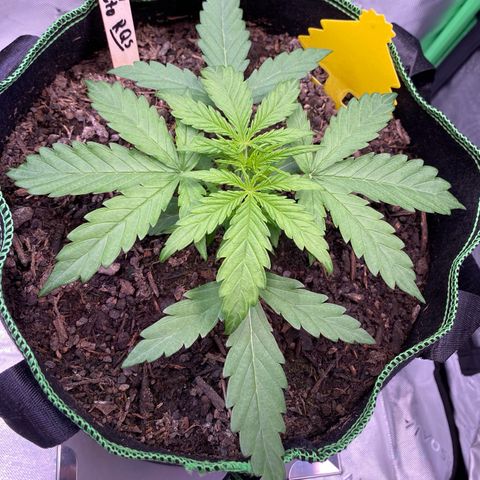 Amnesia Haze Auto growlog timeline photo