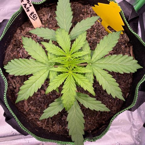 Amnesia Haze Auto growlog timeline photo