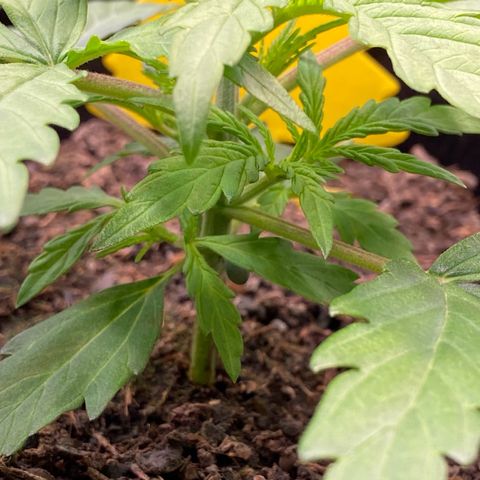 Amnesia Haze Auto growlog timeline photo