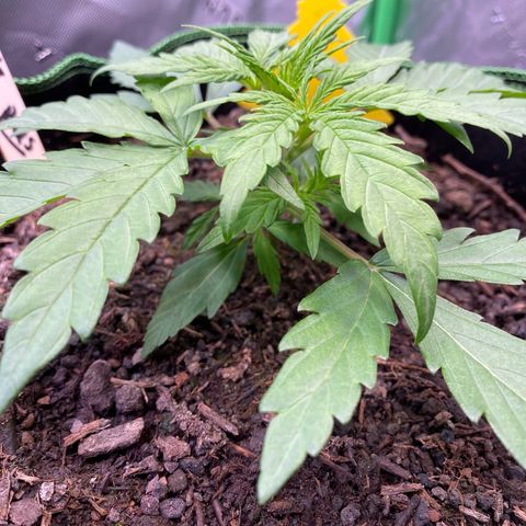 Amnesia Haze Auto growlog timeline photo