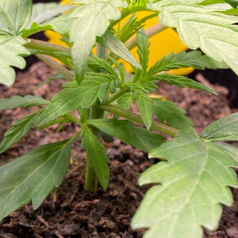 Amnesia Haze Auto growlog timeline photo