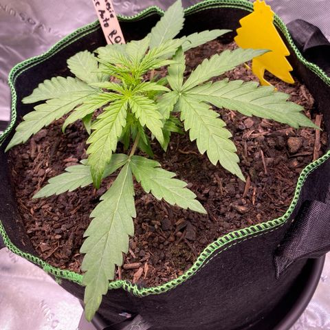 Amnesia Haze Auto growlog timeline photo