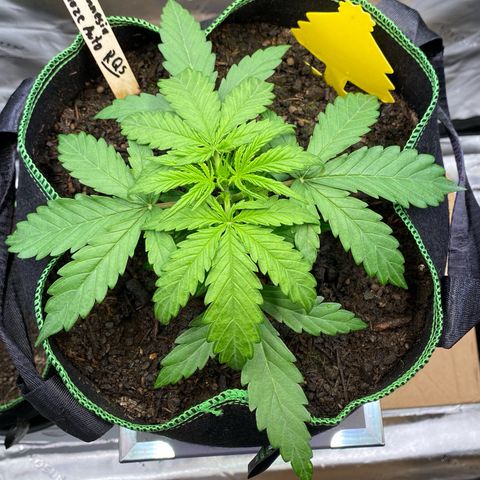 Amnesia Haze Auto growlog timeline photo
