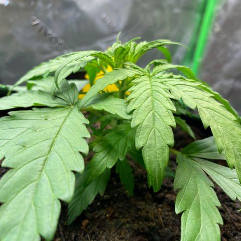 Amnesia Haze Auto growlog timeline photo