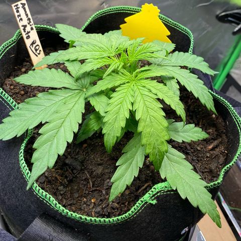 Amnesia Haze Auto growlog timeline photo