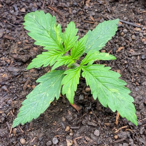 Cookies Gelato Auto growlog timeline photo
