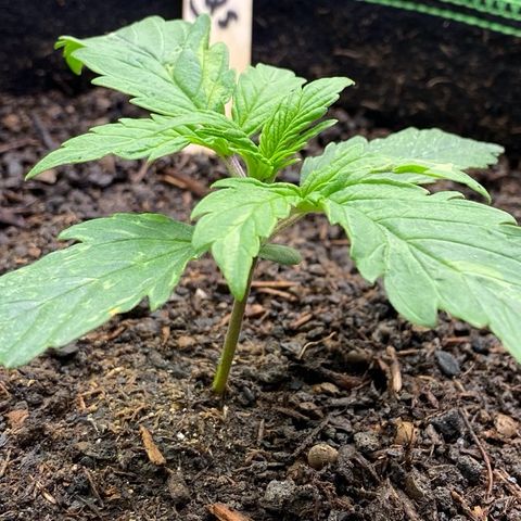 Cookies Gelato Auto growlog timeline photo