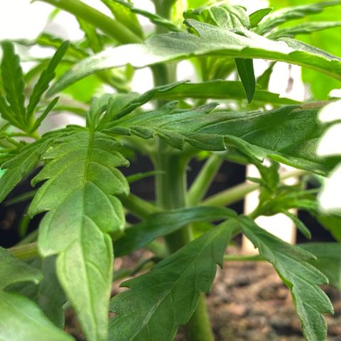 Amnesia Haze Auto growlog timeline photo