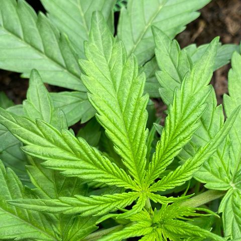 Amnesia Haze Auto growlog timeline photo