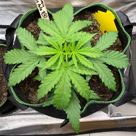 Amnesia Haze Auto growlog timeline photo
