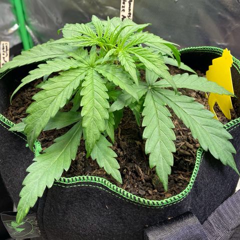 Amnesia Haze Auto growlog timeline photo