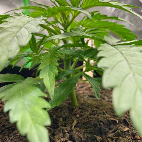 Amnesia Haze Auto growlog timeline photo