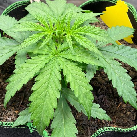 Amnesia Haze Auto growlog timeline photo