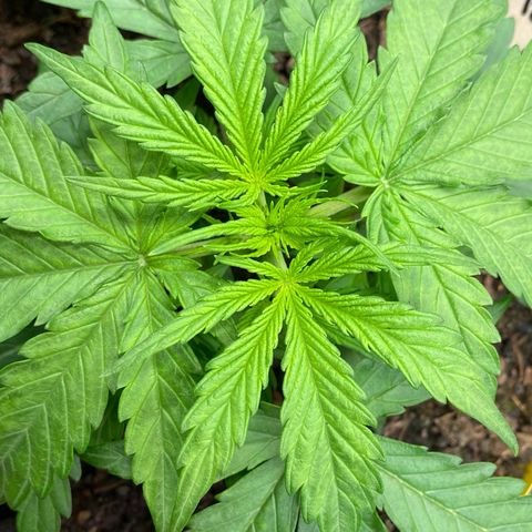 Amnesia Haze Auto growlog timeline photo