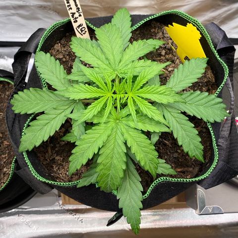 Amnesia Haze Auto growlog timeline photo