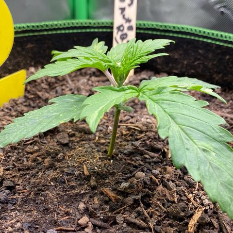 Cookies Gelato Auto growlog timeline photo