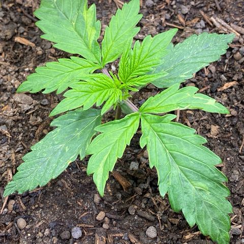 Cookies Gelato Auto growlog timeline photo