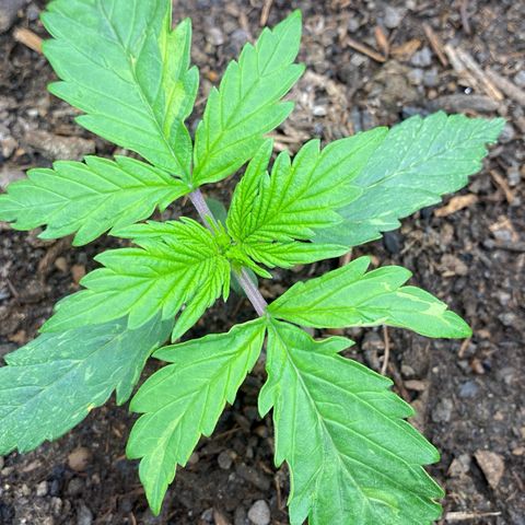Cookies Gelato Auto growlog timeline photo
