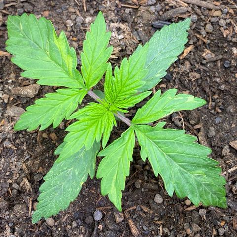 Cookies Gelato Auto growlog timeline photo