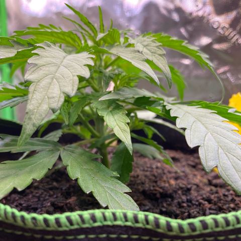 Amnesia Haze Auto growlog timeline photo