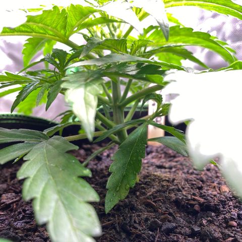 Amnesia Haze Auto growlog timeline photo
