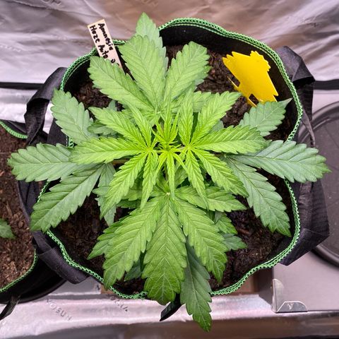 Amnesia Haze Auto growlog timeline photo