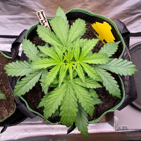 Amnesia Haze Auto growlog timeline photo