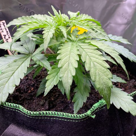 Amnesia Haze Auto growlog timeline photo