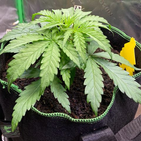 Amnesia Haze Auto growlog timeline photo
