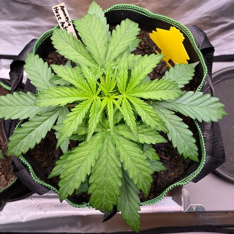 Amnesia Haze Auto growlog timeline photo