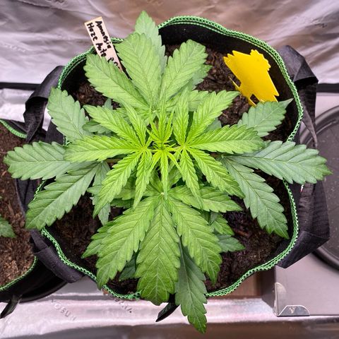Amnesia Haze Auto growlog timeline photo
