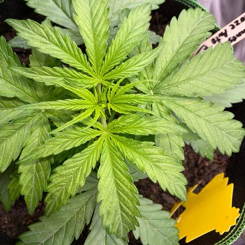 Amnesia Haze Auto growlog timeline photo