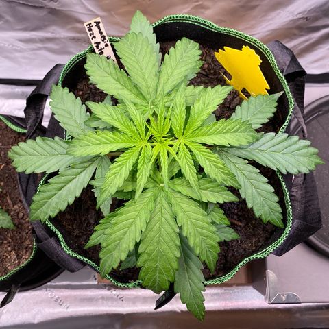 Amnesia Haze Auto growlog timeline photo