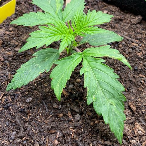 Cookies Gelato Auto growlog timeline photo