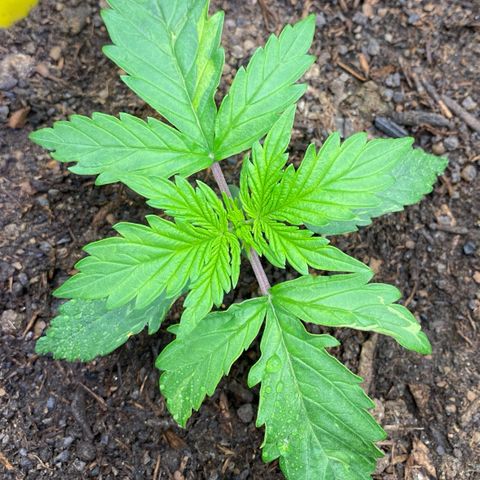 Cookies Gelato Auto growlog timeline photo
