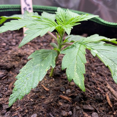 Cookies Gelato Auto growlog timeline photo