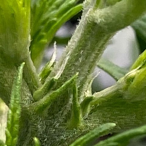 Amnesia Haze Auto growlog timeline photo