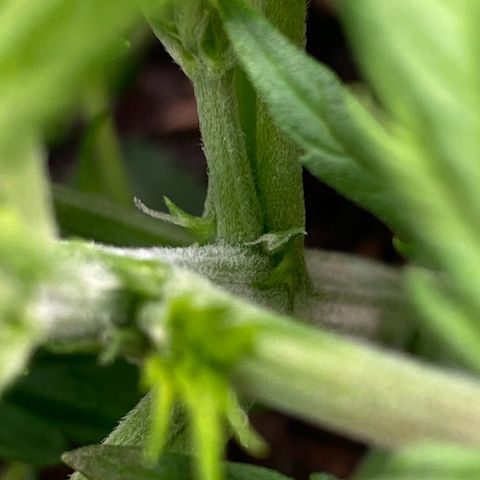 Amnesia Haze Auto growlog timeline photo
