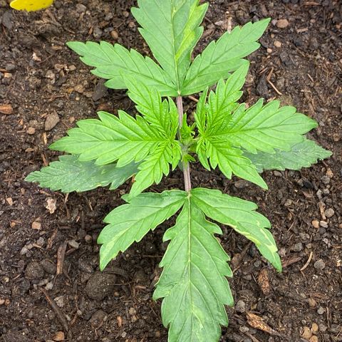 Cookies Gelato Auto growlog timeline photo