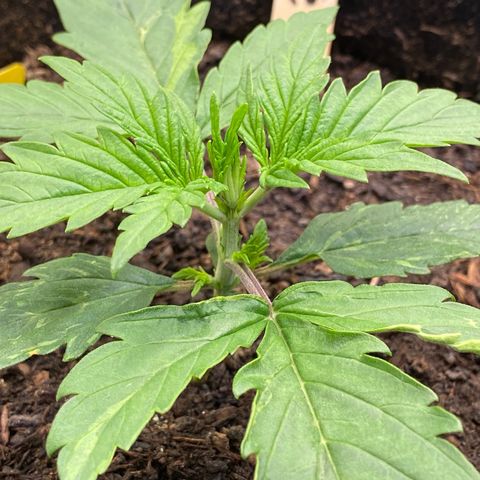 Cookies Gelato Auto growlog timeline photo