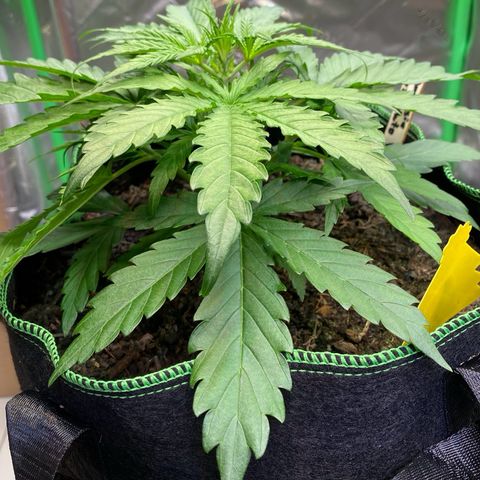 Amnesia Haze Auto growlog timeline photo