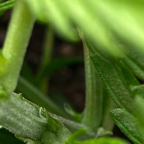 Amnesia Haze Auto growlog timeline photo