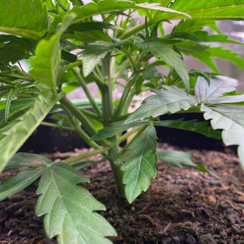 Amnesia Haze Auto growlog timeline photo