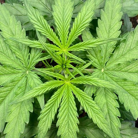 Amnesia Haze Auto growlog timeline photo
