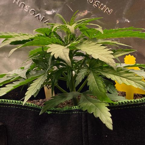 Amnesia Haze Auto growlog timeline photo