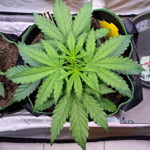 Amnesia Haze Auto growlog timeline photo