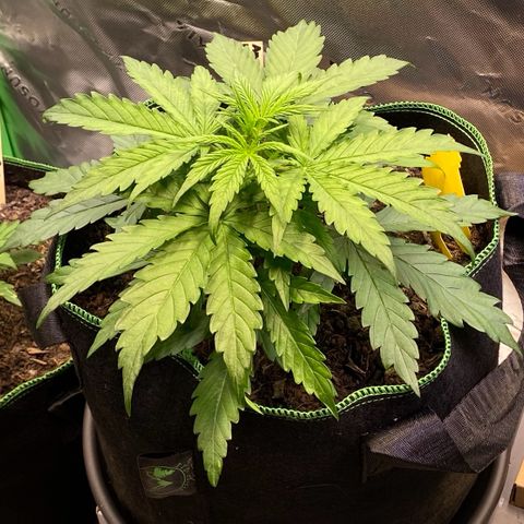 Amnesia Haze Auto growlog timeline photo