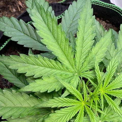 Amnesia Haze Auto growlog timeline photo