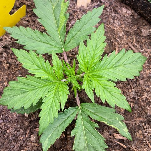 Cookies Gelato Auto growlog timeline photo