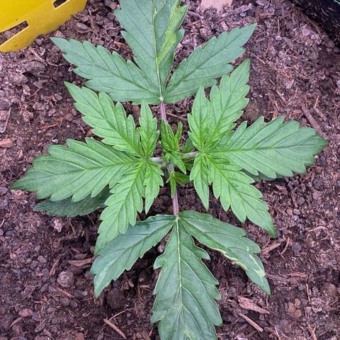 Cookies Gelato Auto growlog timeline photo
